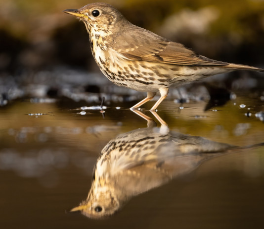 Federcaccia commenta il rapporto dell’Ispra sull’abbattimento d’avifauna selvatica Federcaccia commenta il rapporto dell’Ispra: tordo bottaccio si specchia in acqua