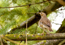 Federcaccia monitora la migrazione dei tordi bottacci Federcaccia monitora la migrazione dei tordi bottacci