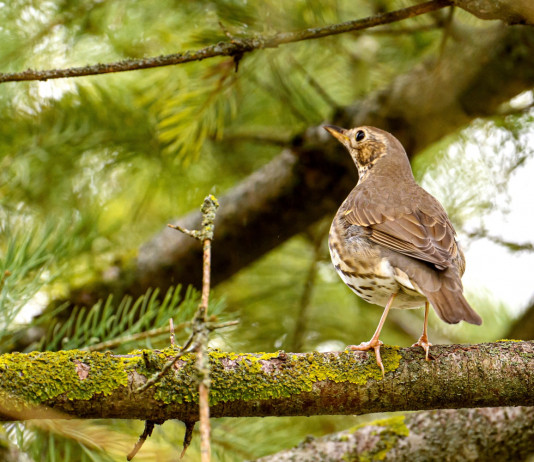 Federcaccia monitora la migrazione dei tordi bottacci Federcaccia monitora la migrazione dei tordi bottacci