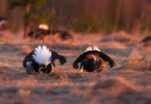 Giunta Fugatti approva calendario venatorio del Trentino 2025/2026 Giunta Fugatti approva calendario venatorio del Trentino 2025/2026: due fagiani di monte