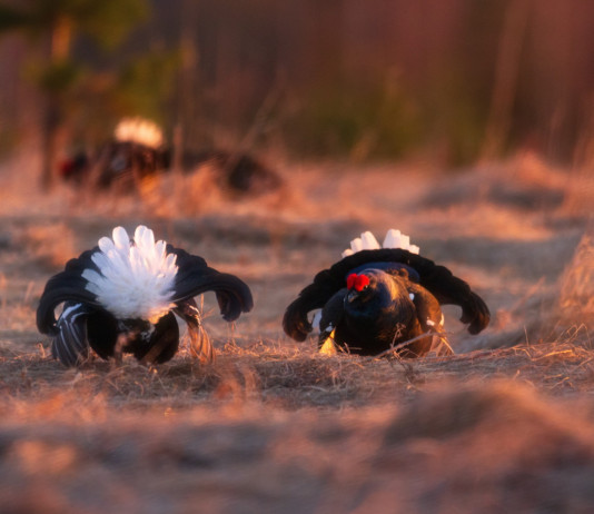 Giunta Fugatti approva calendario venatorio del Trentino 2025/2026 Giunta Fugatti approva calendario venatorio del Trentino 2025/2026: due fagiani di monte