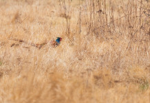 Giunta regionale adotta piano faunistico-venatorio della Toscana Giunta regionale adotta piano faunistico-venatorio della Toscana: fagiano