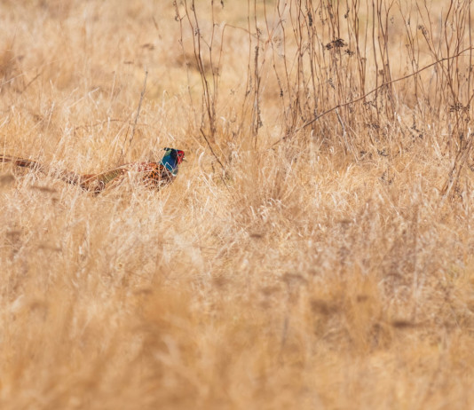 Giunta regionale adotta piano faunistico-venatorio della Toscana Giunta regionale adotta piano faunistico-venatorio della Toscana: fagiano