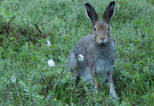 I dettagli del calendario venatorio del Trentino 2025/2026