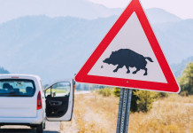 Incidenti stradali causati dalla fauna selvatica: chi paga i danni? Incidenti stradali causati dalla fauna selvatica: chi paga i danni?