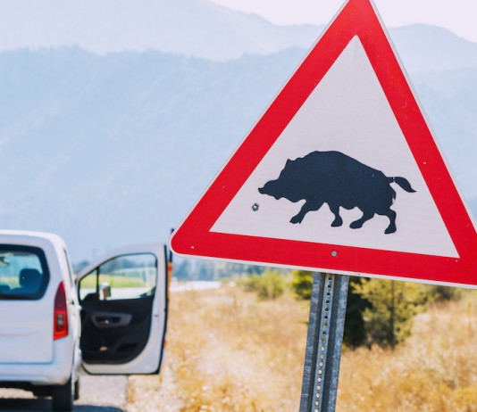 Incidenti stradali causati dalla fauna selvatica: chi paga i danni? Incidenti stradali causati dalla fauna selvatica: chi paga i danni?