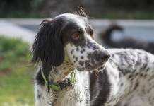 Movimento 5 Stelle: «Trasparenza nella gestione dell’Enci» Movimento 5 Stelle: «Trasparenza nella gestione dell’Enci»: setter inglese