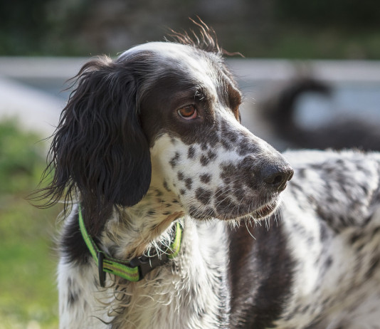Movimento 5 Stelle: «Trasparenza nella gestione dell’Enci» Movimento 5 Stelle: «Trasparenza nella gestione dell’Enci»: setter inglese