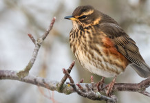Niente sospensiva della delibera sugli anelli per i richiami vivi in Lombardia Niente sospensiva della delibera sugli anelli per i richiami vivi in Lombardia: tordo sassello