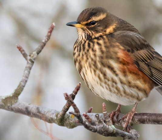 Niente sospensiva della delibera sugli anelli per i richiami vivi in Lombardia Niente sospensiva della delibera sugli anelli per i richiami vivi in Lombardia: tordo sassello