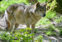 Partito democratico presenta interrogazione sulla gestione del lupo Partito democratico presenta interrogazione sulla gestione del lupo