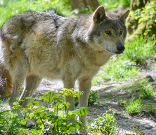 Partito democratico presenta interrogazione sulla gestione del lupo Partito democratico presenta interrogazione sulla gestione del lupo