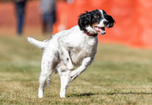 Pd attacca l’Enci per le prove cinofile su selvaggina naturale in primavera Pd attacca l’Enci per le prove cinofile su selvaggina naturale in primavera: setter inglese corre