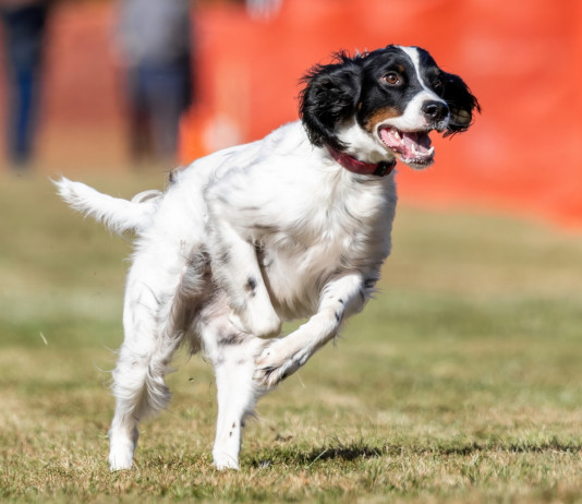 Pd attacca l’Enci per le prove cinofile su selvaggina naturale in primavera Pd attacca l’Enci per le prove cinofile su selvaggina naturale in primavera: setter inglese corre