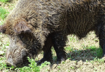Presto nel Parmense e nel Piacentino via le restrizioni per la peste suina africana Presto nel Parmense e nel Piacentino via le restrizioni per la peste suina africana