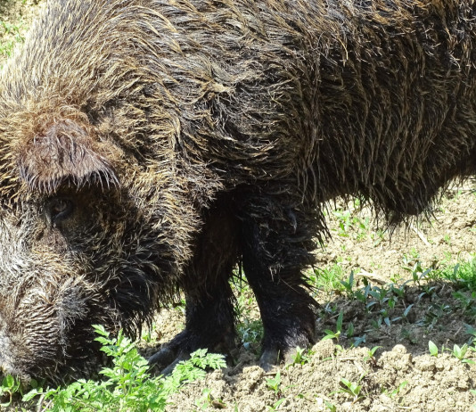 Presto nel Parmense e nel Piacentino via le restrizioni per la peste suina africana Presto nel Parmense e nel Piacentino via le restrizioni per la peste suina africana
