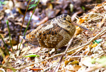 Pronta la prima bozza del calendario venatorio dell’Umbria Pronta la prima bozza del calendario venatorio dell’Umbria: beccaccia