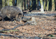 Quali sono i numeri della caccia agli ungulati in Toscana? Quali sono i numeri della caccia agli ungulati in Toscana? cinghiale nella foresta
