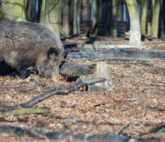 Quali sono i numeri della caccia agli ungulati in Toscana? Quali sono i numeri della caccia agli ungulati in Toscana? cinghiale nella foresta