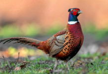 Quanta superficie occupano gli istituti faunistici privati in Toscana? Quanta superficie occupano gli istituti faunistici privati in Toscana? fagiano maschio