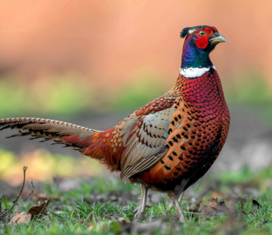 Quanta superficie occupano gli istituti faunistici privati in Toscana? Quanta superficie occupano gli istituti faunistici privati in Toscana? fagiano maschio