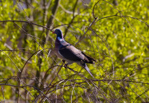 Quanti sono gli appostamenti fissi di caccia in Toscana? Quanti sono gli appostamenti fissi di caccia in Toscana? colombaccio