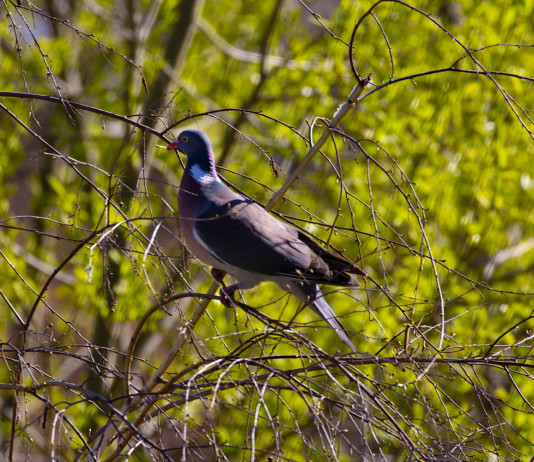 Quanti sono gli appostamenti fissi di caccia in Toscana? Quanti sono gli appostamenti fissi di caccia in Toscana? colombaccio