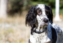 Senato calendarizza discussione del ddl sul maltrattamento animale Senato calendarizza discussione del ddl sul maltrattamento animale: setter inglese