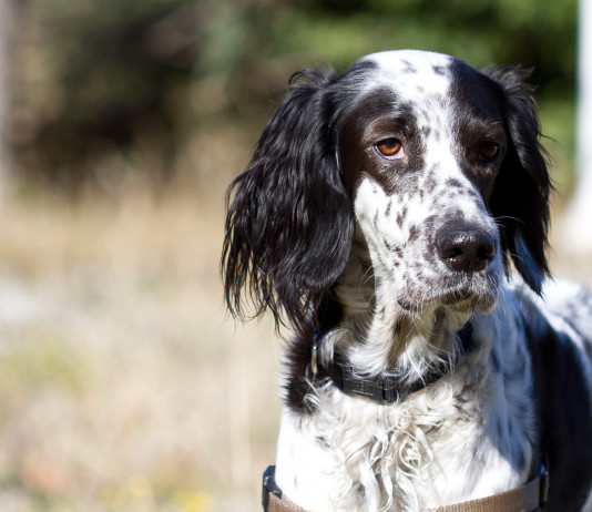 Senato calendarizza discussione del ddl sul maltrattamento animale Senato calendarizza discussione del ddl sul maltrattamento animale: setter inglese