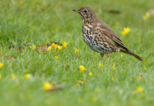 Tar della Campania respinge ricorso sulla chiusura della caccia al tordo Tar della Campania respinge ricorso sulla chiusura della caccia al tordo