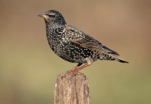 Verso la riapertura della caccia in deroga in Veneto Verso riapertura della caccia in deroga in Veneto.jpg
