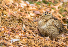 Approvato il calendario venatorio della Basilicata 2025/2026 Approvato il calendario venatorio della Basilicata 2025/2026 - beccaccia tra le foglie autunnali