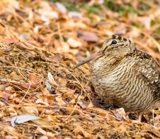 Approvato il calendario venatorio della Basilicata 2025/2026 Approvato il calendario venatorio della Basilicata 2025/2026 - beccaccia tra le foglie autunnali