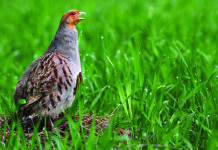 Caccia Magazine giugno 2025 in edicola e online Caccia Magazine giugno 2025 in edicola e online: starna in ambiente naturale