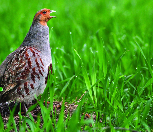 Caccia Magazine giugno 2025 in edicola e online Caccia Magazine giugno 2025 in edicola e online: starna in ambiente naturale