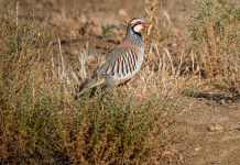 Che cosa si può fare per la pernice rossa Che cosa si può fare per la pernice rossa