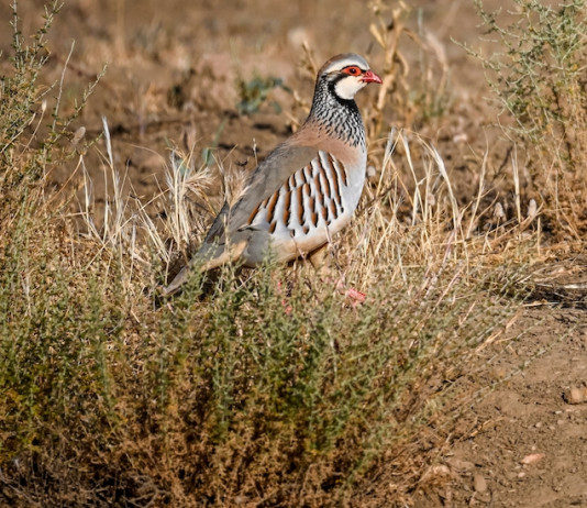 Che cosa si può fare per la pernice rossa Che cosa si può fare per la pernice rossa