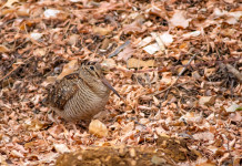 Cinque poster della Federcaccia al convegno nazionale d’ornitologia 2025 Cinque poster della Federcaccia al convegno nazionale d’ornitologia 2025: beccaccia tra le foglie autunnali