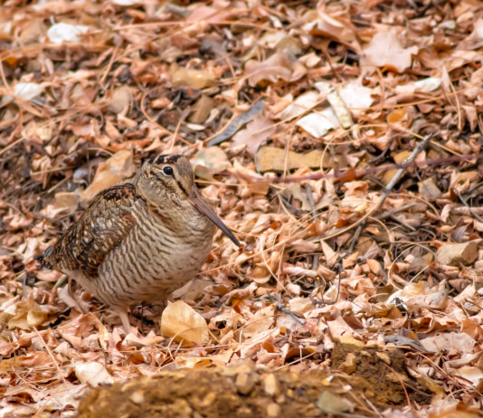 Cinque poster della Federcaccia al convegno nazionale d’ornitologia 2025 Cinque poster della Federcaccia al convegno nazionale d’ornitologia 2025: beccaccia tra le foglie autunnali