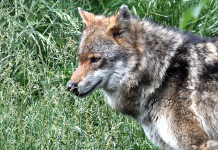 Come hanno votato gli eurodeputati italiani sull’abbassamento dello stato di protezione del lupo? Come hanno votato gli eurodeputati italiani sull’abbassamento dello stato di protezione del lupo? Come hanno votato gli eurodeputati italiani sull’abbassamento dello stato di protezione del lupo? Come hanno votato gli eurodeputati italiani sull’abbassamento dello stato di protezione del lupo?