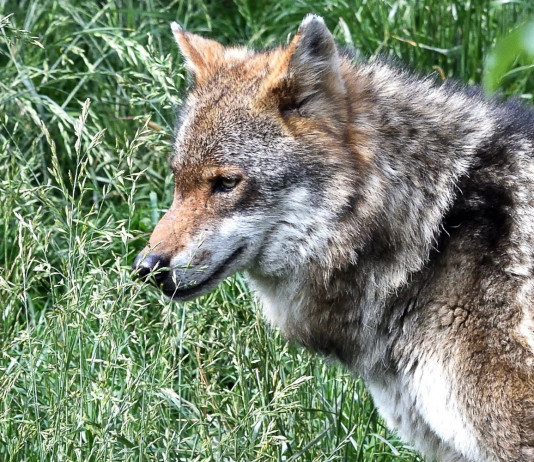 Come hanno votato gli eurodeputati italiani sull’abbassamento dello stato di protezione del lupo? Come hanno votato gli eurodeputati italiani sull’abbassamento dello stato di protezione del lupo? Come hanno votato gli eurodeputati italiani sull’abbassamento dello stato di protezione del lupo? Come hanno votato gli eurodeputati italiani sull’abbassamento dello stato di protezione del lupo?
