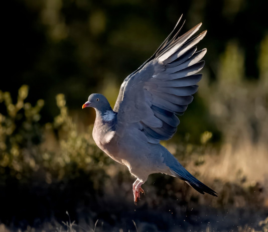 Controllo del colombaccio in Emilia Romagna, l’Arcicaccia rilancia Controllo del colombaccio in Emilia Romagna, l’Arcicaccia prende posizione