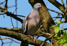 Controllo del colombaccio in Emilia Romagna, scontro Mammi-Sparvoli Controllo del colombaccio in Emilia Romagna, scontro Mammi-Sparvoli