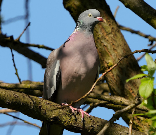 Controllo del colombaccio in Emilia Romagna, scontro Mammi-Sparvoli Controllo del colombaccio in Emilia Romagna, scontro Mammi-Sparvoli