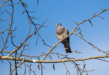 Enpa denuncia alla procura il piano di controllo del colombaccio in Emilia Romagna Enpa denuncia alla procura il piano di controllo del colombaccio in Emilia Romagna