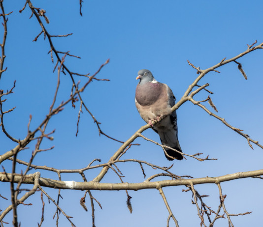 Enpa denuncia alla procura il piano di controllo del colombaccio in Emilia Romagna Enpa denuncia alla procura il piano di controllo del colombaccio in Emilia Romagna