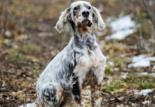 Federcaccia anticipa i contenuti del calendario venatorio della Toscana Federcaccia anticipa i contenuti del calendario venatorio della Toscana