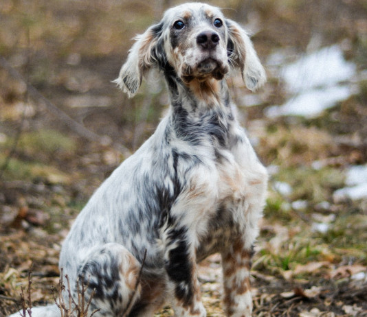 Federcaccia anticipa i contenuti del calendario venatorio della Toscana Federcaccia anticipa i contenuti del calendario venatorio della Toscana
