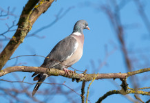Feligetti: siano pubbliche le valutazioni dell’Ispra sul controllo del colombaccio in Emilia Romagna Feligetti: siano pubbliche le valutazioni dell’Ispra sul controllo del colombaccio in Emilia Romagna