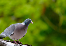 Giunta de Pascale approva il calendario venatorio dell’Emilia Romagna 2025/26 Giunta de Pascale approva il calendario venatorio dell’Emilia Romagna 2025/26: colombaccio